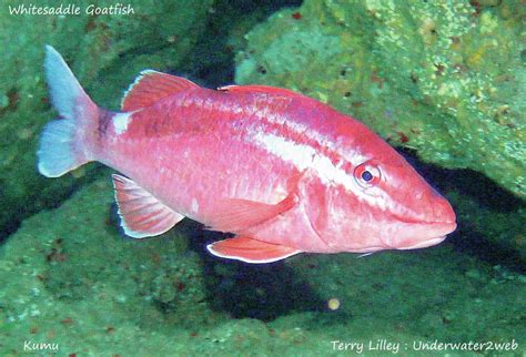 Meet kumu the whitesaddle goatfish .